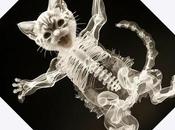 kitten videos (mesmerizing techno-pop music compilation)