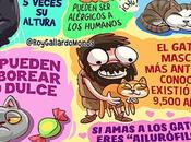 Gatos Michis Curiosidades