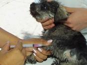 Gobierno estatal refuerza vigilancia para prevenir casos rabia Luis Potosí