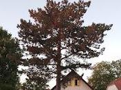 Dolní Počernice: rincón belleza