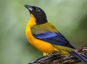 calor extremo amenaza aves tropicales