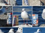 Anillas releídas otras especies Port Olímpic