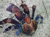 Cangrejo cocoteros