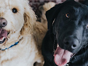 Multas hasta millones maltrato animales