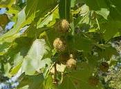 Proponer cambiar plátanos alergia provocan