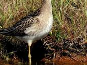 Combatiente marismas santoña