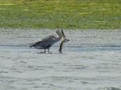 paraiso alimenticio para nuestras aves