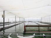 Recetas fáciles espirulina fresca; superalimento cultivado Catalunya gana adeptos