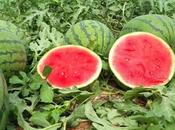 Mesa Precios melón sandía C-LM cierra campaña 2025 balance marcado falta rentabilidad