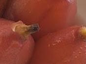 Peritas vino aromatizado