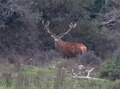 CIERVOS NIEBLA (Berrea 2025)