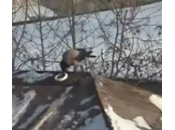 Cuervo snowboardea tejado