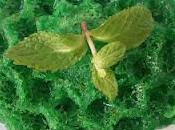 Bizcocho peppermint