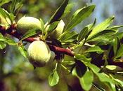 Aceite almendras: trucos usos