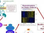 Identificada nueva señalización importante para desarrollo hipertrofia cardiaca