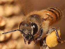 abeja vuelve colmena tras recolectar polen