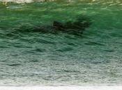 presencia tiburón Marrero, hace cancelar capeonato surf