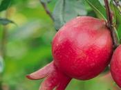 España produce 79.000 toneladas granada, fruta punicalagina aliada para astenia otoñal