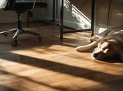 Perros mayores ansiedad separación; claves partir nuevo estudio sobre declive cognitivo