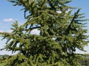 Descubre Secretos Ginkgo Biloba