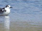 Fumarel común Delta Llobregat