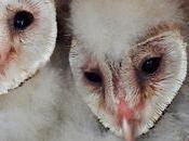 Reintroducción lechuza Barcelona