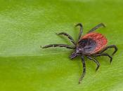 Martin Nielsen; líder visionario impulsa tratamiento integrativo enfermedad Lyme Wellness