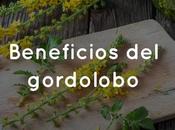 Beneficios gordolobo