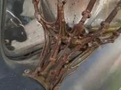 Cosas Horrorosas, vuelta.