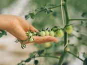 herramientas esenciales para jardín medicinal ahorrará doble trabajo)