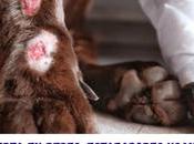 Alerta redes: estafadores usan fotos animales lastimados para recaudar dinero