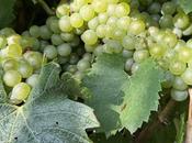 Denominación Origen Somontano concluye vendimia 2025