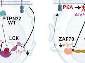 estudio identifica fallo genético lupus eritematoso