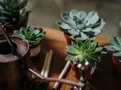 Plantas interior sobreviven todo ideales para quienes olvidan regar