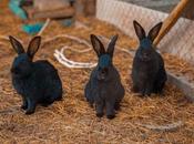 Bifeedoo presenta nuevo pienso ecológico para conejos
