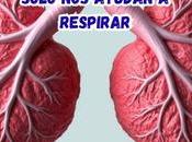 pulmones también producen sangre, solo ayudan respirar