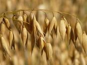 Propiedades curativas avena
