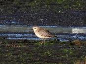 Diferencias entre chorlito dorado americano gris