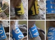 Buitres anilla Cabecera