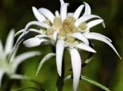 Edelweiss Mallorca: vuelos novedades