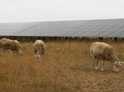 BayWa r.e. ofrece modelo operación mantenimiento solar basado eficiencia control técnico