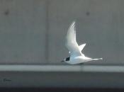 Charrán ártico colindres