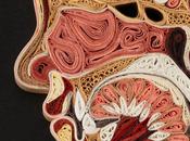Anatomía rollos papel