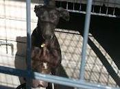 FAVOR, ACOGIDA SOLO SEMANA!!! galguita perrera, tiene adoptante pero necesita acogida SEMANA para poder castrarla antes enviarla, puede morir!!! (CÓRDOBA).