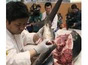 ¿Cómo hacer sashimi atún kilos?