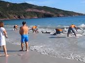 Delfines costa…excelente video