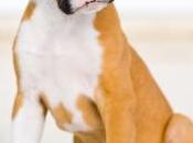 caracter perros Boxer