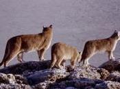 Tres estrenos chilenos cartelera Centro Arte Alameda: Kaye, invierno está nieve rompiste corazón