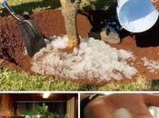 Sergio Jesús Rico Velasco: Creador "Lluvia Sólida"