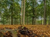 Foldeco refuerza compromiso sostenible implantación estándar IWAY Forestry